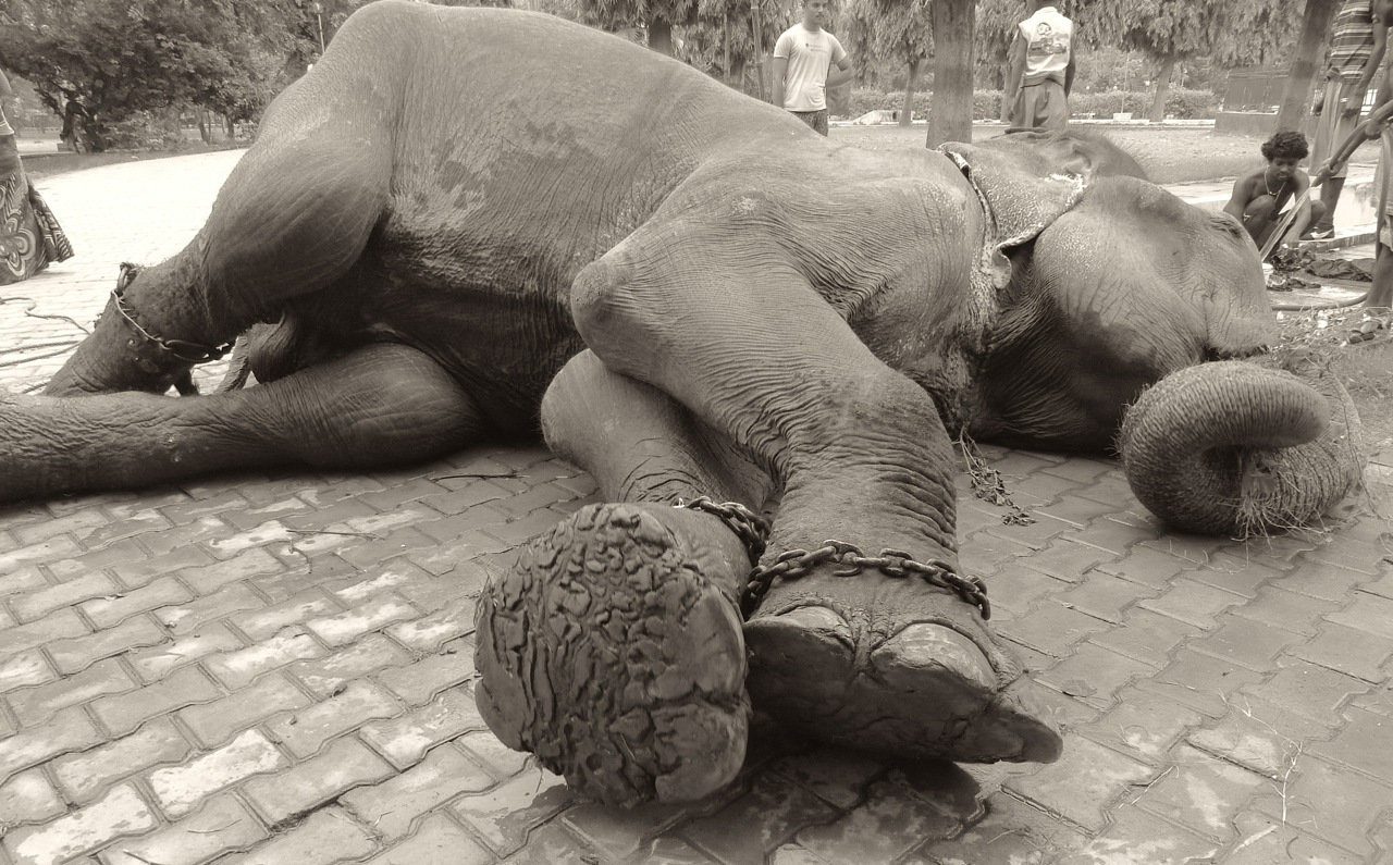 Συγκλονιστικό video – Ξεσπάει σε κλάματα ευγνωμοσύνης ελέφαντας όταν τον ελευθερώνουν οι αρχές.