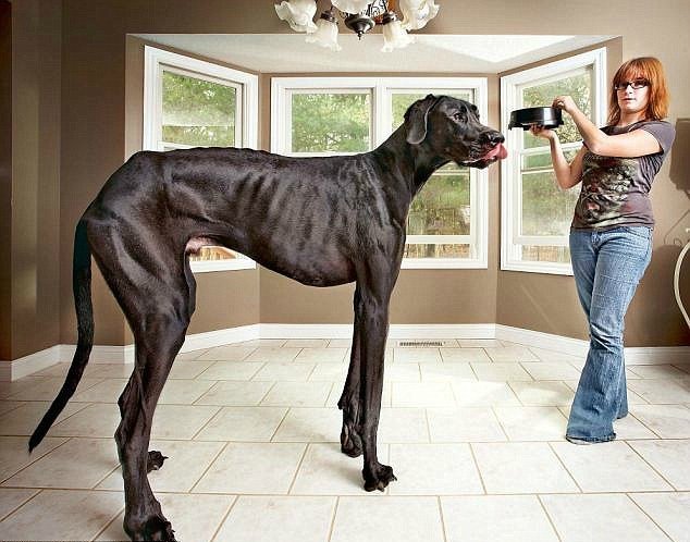 Το ψηλότερο σκυλί στον κόσμο δεν θα γαβγίσει ξανά (photos)