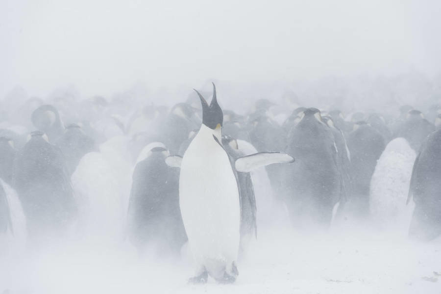 Photo.Bomb | Τα πιο εντυπωσιακά ζώα της Αρκτικής