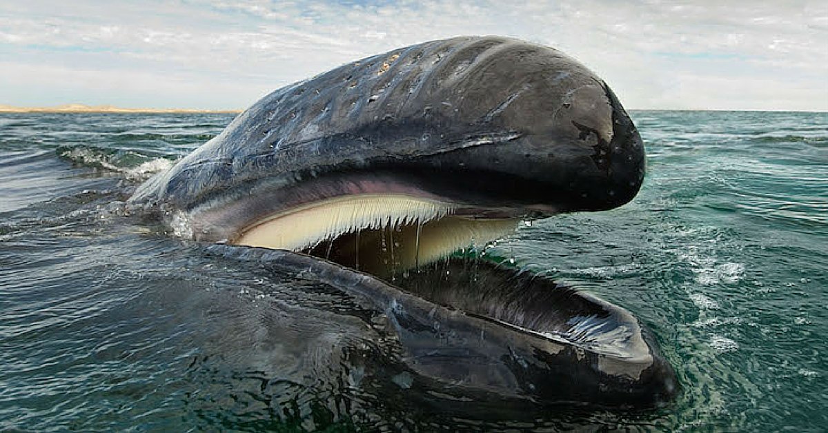 23 χρόνια τώρα φωτογραφίζει Φάλαινες και Δελφίνια…