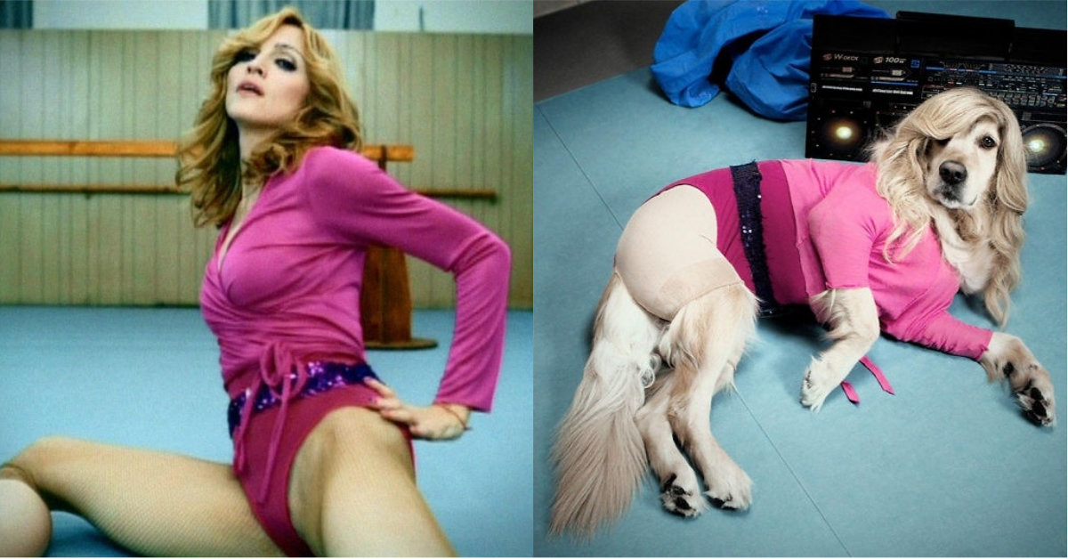 Σκύλαρος εισβάλλει σε εξώφυλλα της Madonna και μας ρίχνει από καρέκλες και ντιβάνια