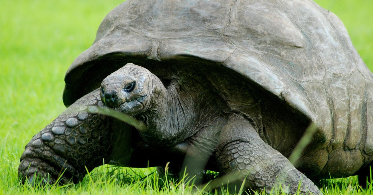 Ο χελώνος Τζόναθαν είναι MONO 188 ετών και δεν θα πεθάνει ποτέ κουφάλα νεκροθάφτη!