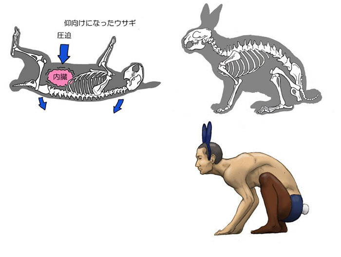 Το τερμάτισε: Γιαπωνέζος σκέφτηκε πώς θα ήταν οι άνθρωποι με σκελετό από άλλα ζώα!