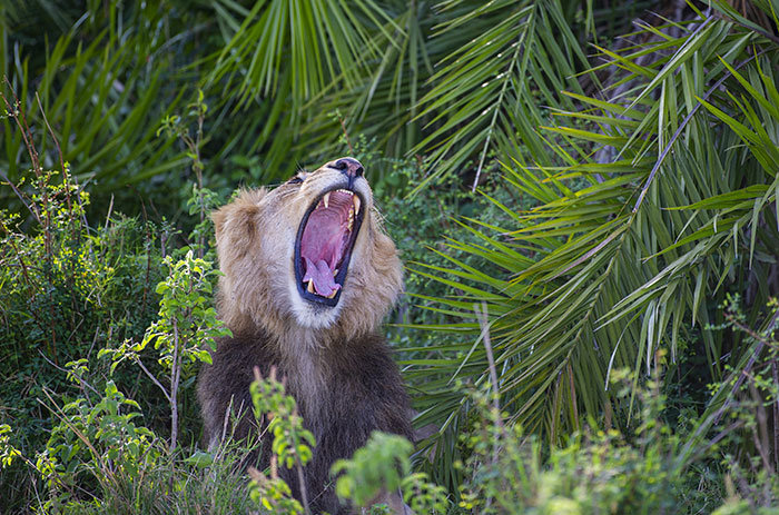 Φωτογράφος σε σαφάρι δέχτηκε την πιο επική φάρσα από… λιοντάρι!