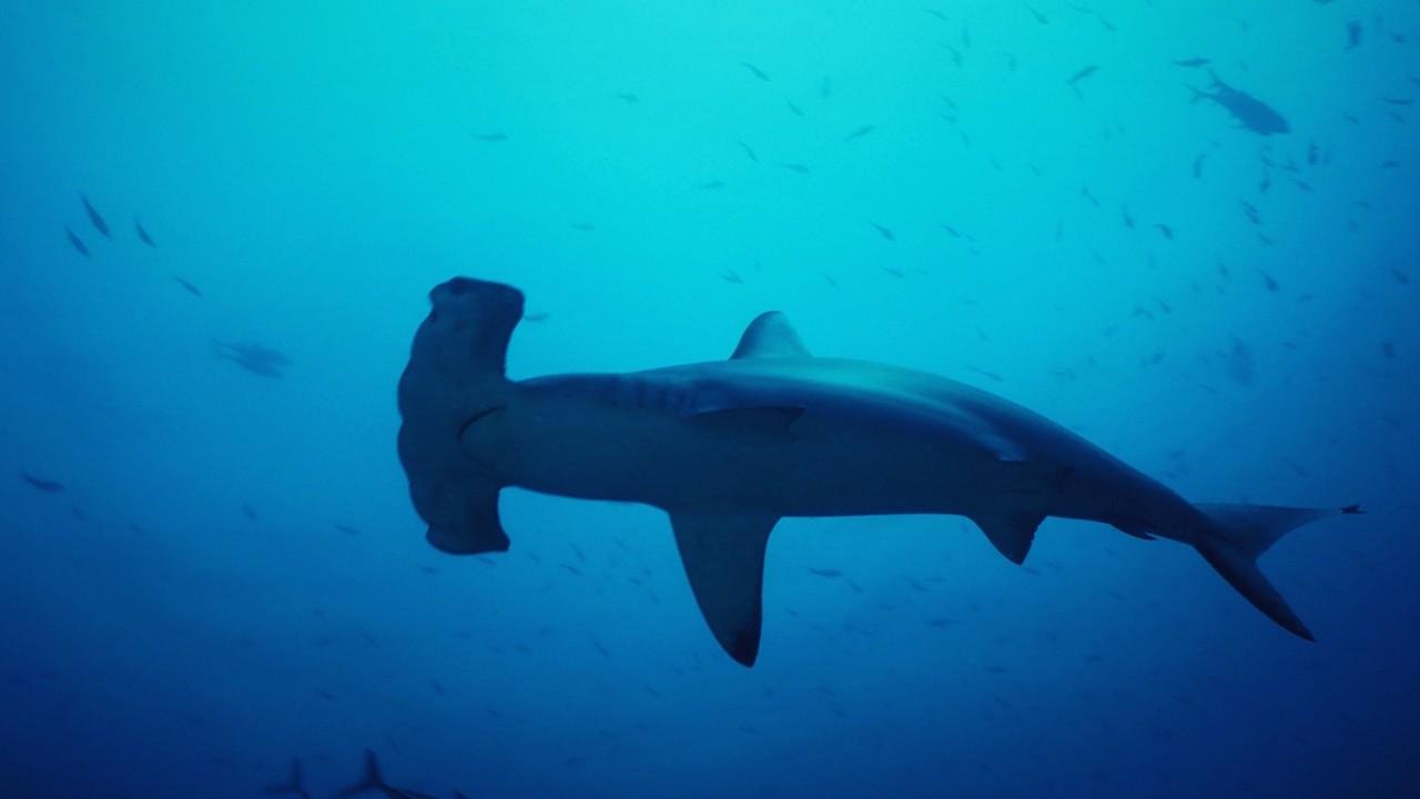 Ψαράδες σώζουν 20 μωρά σφυροκέφαλου καρχαρία (video)