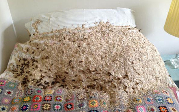 Όταν ένα κρεβάτι μετατρέπεται σε…φωλιά για σφήκες!