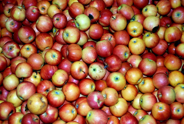 Μηλιά παράγει 250 διαφορετικές ποικιλίες μήλων! (photos)