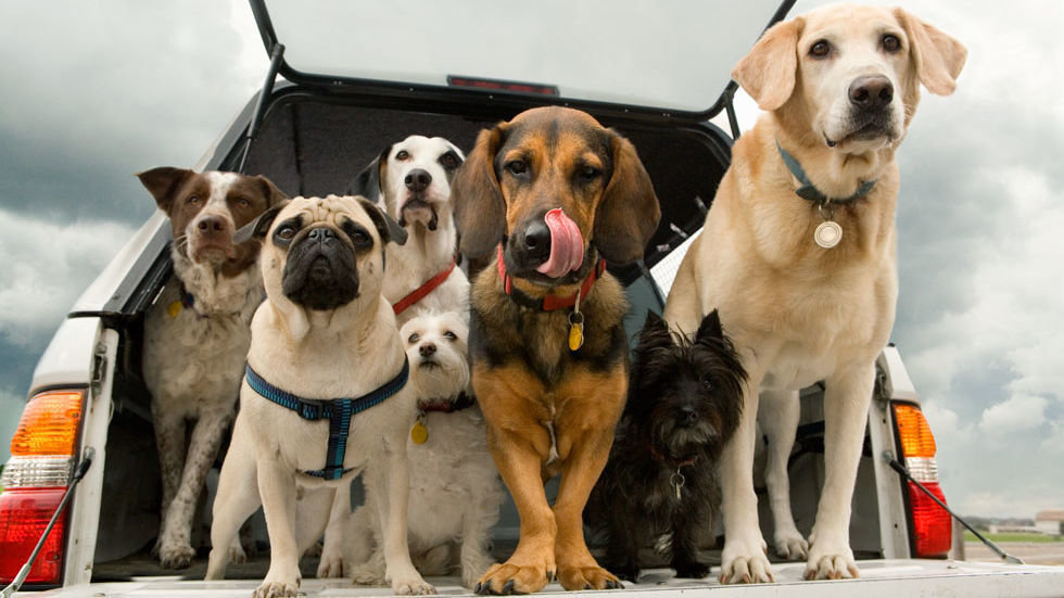 Pet.Lovers | 14 σκυλιά απολαμβάνουν τη βόλτα με το αμάξι. Το δικό μου, δεν.