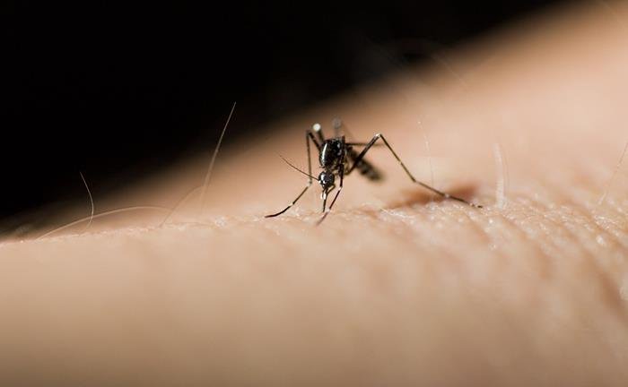 Πώς να προστατευτούμε από τις «επιθέσεις» κουνουπιών;