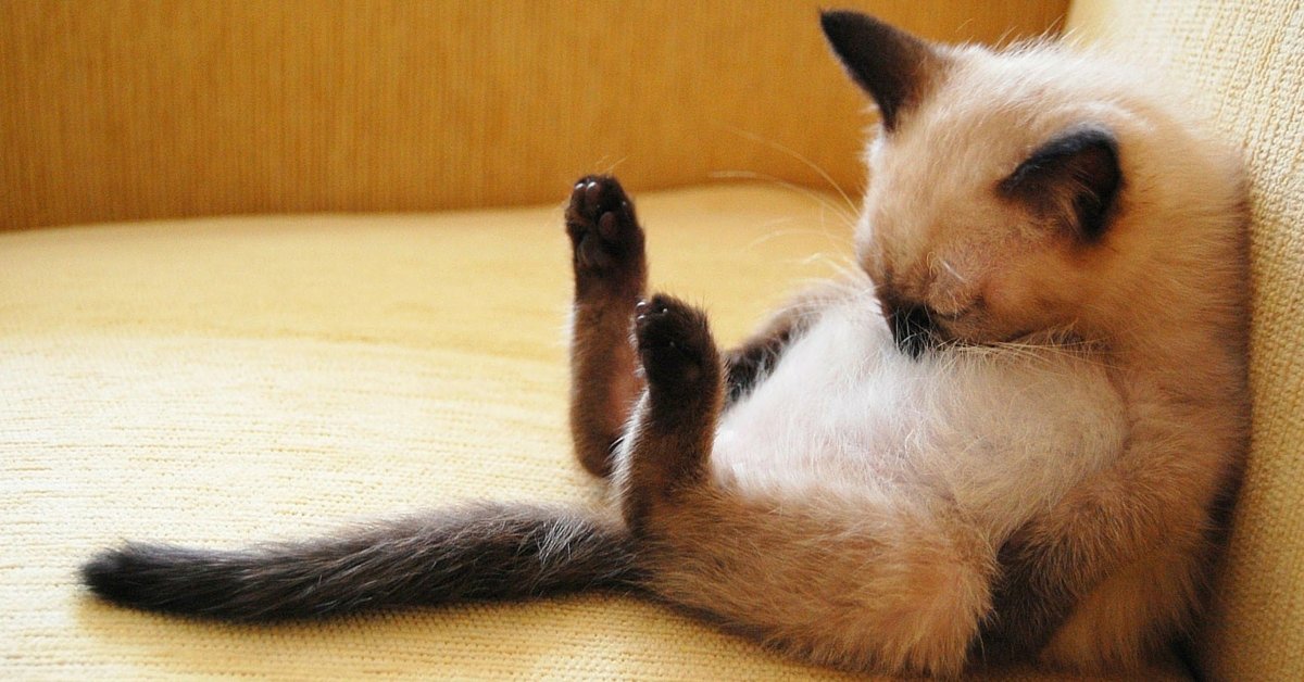 Pet.Lovers | 15 γατόνια ρίχνουν τον… άβολο ύπνο του δικαίου