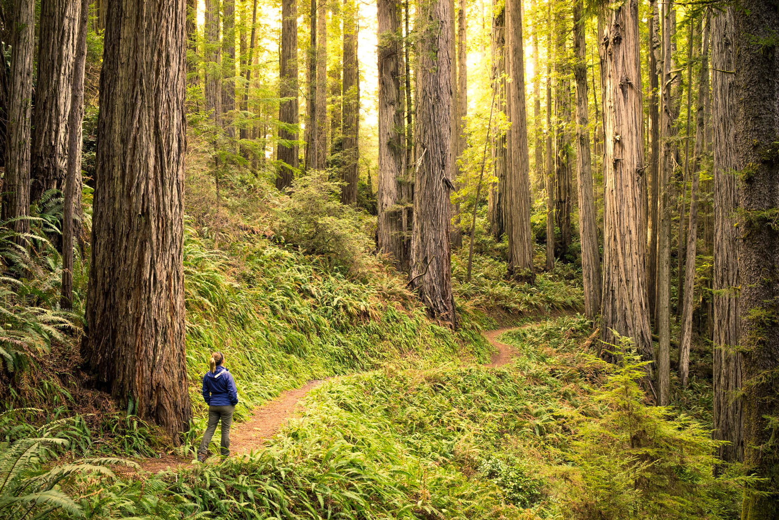 Redwood National Park: ο λόγος για να πας στις Η.Π.Α.