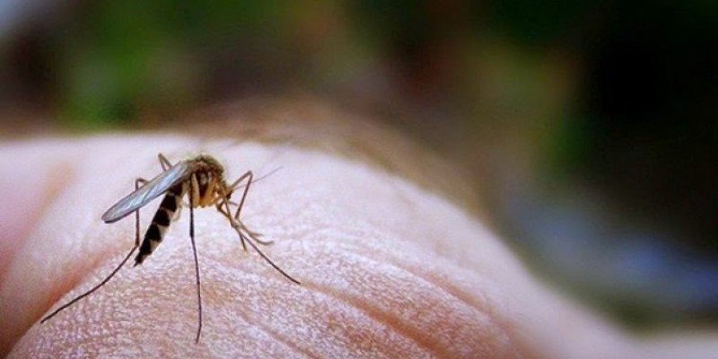 Κουνούπια κι άλλα έντομα στο μικροσκόπιο – Τι ειπώθηκε σε εκδήλωση του ΕΚΠΑ