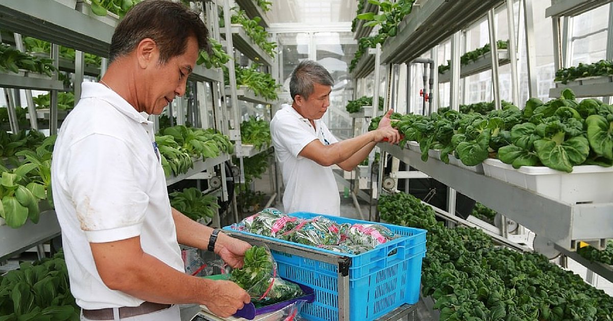 Πώς θα σου φαινόταν μία φάρμα στο κέντρο της Αθήνας;