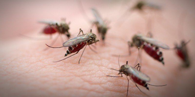 Διευκρινίσεις του ΚΕΕΛΠΝΟ για την ελονοσία