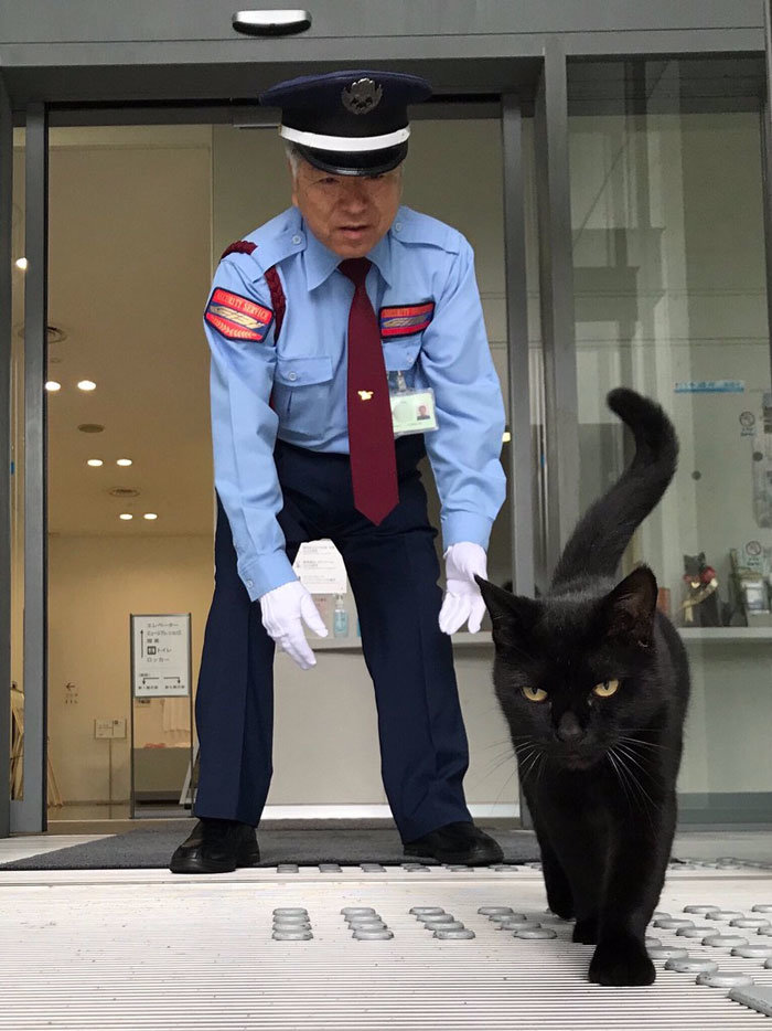 Γάτες τσαμπουκαλεύονται για να μπουκάρουν σε μουσείο