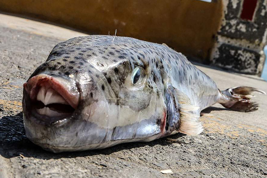 Λαγοκέφαλος: Το ψάρι-δολοφόνος κολυμπάει πλέον στα νερά που διακοπάρουμε, κανείς όμως δεν σκέφτηκε να μας ενημερώσει