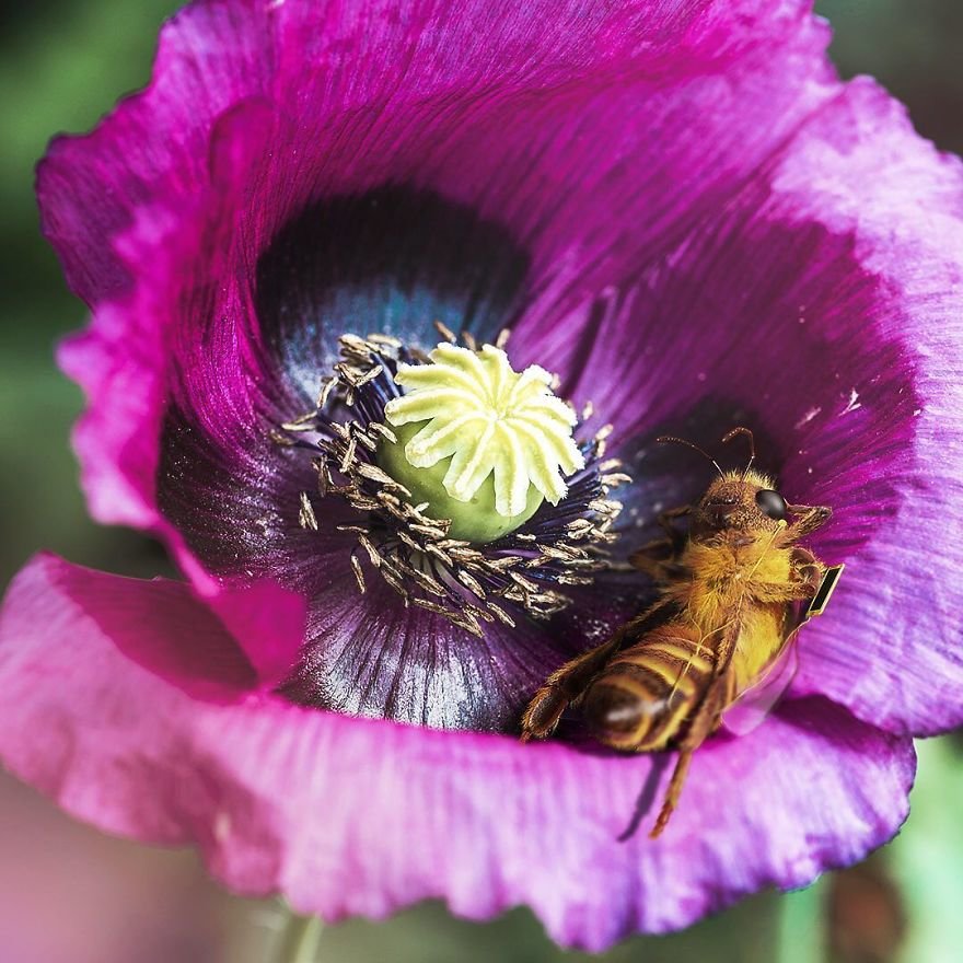 Μέλισσα μορφάρα, ποζάρει στο Instagram και διεκδικεί τα δικαιώματά της!