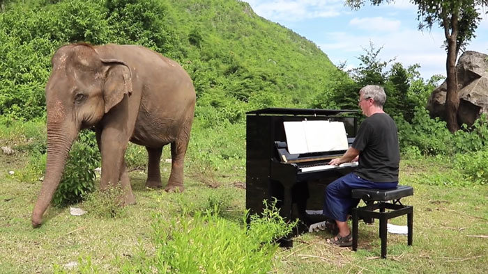 Τυπάρα παίζει κονσέρτα για τυφλή ελεφαντίτσα κι εμείς ξεκινάμε μαθήματα πιάνου