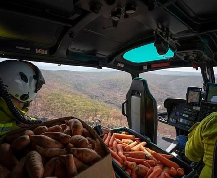 Η Αυστραλία ρίχνει “καρότα εξ ουρανού” για τα ζωάκια που γλίτωσαν απ’ τη φωτιά!
