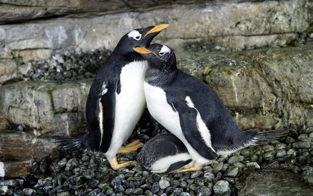 Ζευγάρι πιγκουίνων του ιδίου φύλου γίνονται γονείς