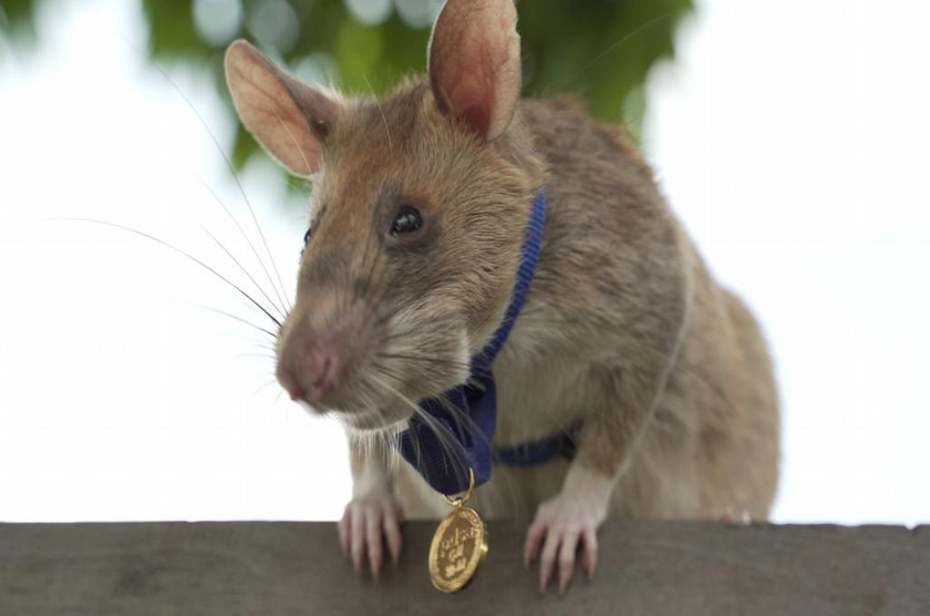 Ποιος Ρατατούης; Αφρικανικό ποντίκι-ναρκαλιευτής παρασημοφορείται
