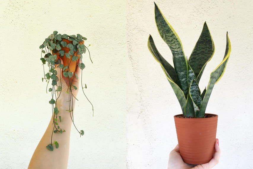 Φυτά και αγάπη: Βρήκαμε τη Θεσσαλονικιά ινσταγκράμερ που θα σε κάνει να αγαπήσεις τις γλάστρες