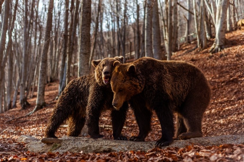 Ο Αρκτούρος ζητά τη συνδρομή σου για τις αρκούδες και τους λύκους γιατί κάθε ζώο μετράει