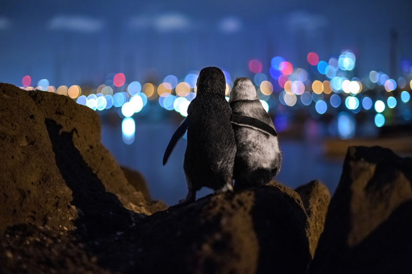 Δυο χήροι πιγκουίνοι παρηγορούν ο ένας τον άλλο με μια αγκαλιά και το social distancing τρώει μεγάλη ήττα