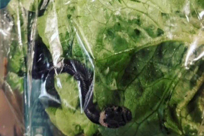 Στα σούπερ μάρκετ της Αυστραλίας δώρο έκπληξη με τη σαλάτα δηλητηριώδες φιδάκι