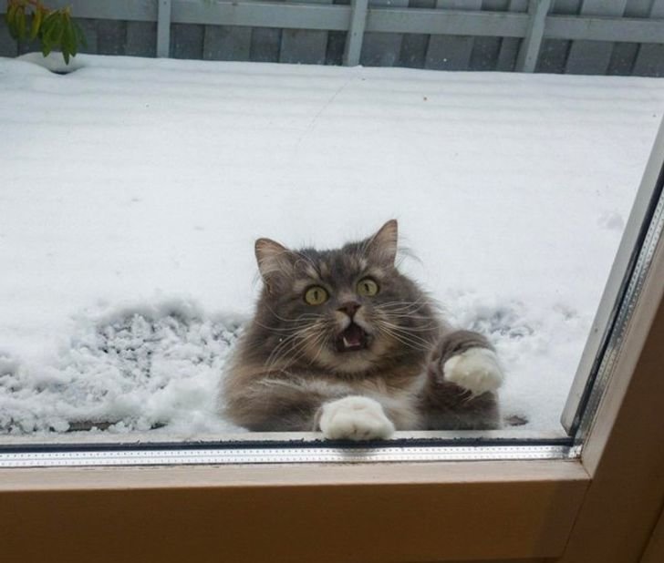 12 αποδείξεις πως η γάτα σου μισεί το χιόνι