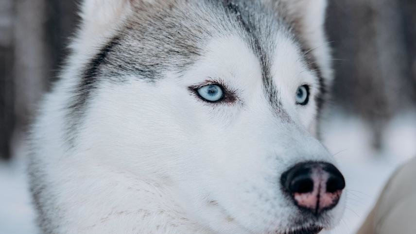 Δεν τα αξίζουμε τα σκυλιά: τετράποδος ήρωας σώζει ορειβάτη ξαπλώνοντας πάνω του για να τον κρατήσει ζεστό