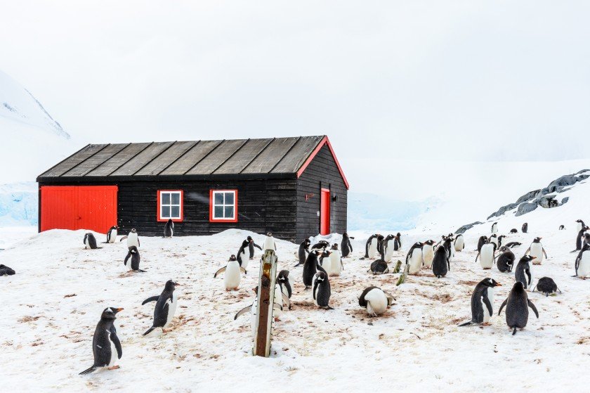 Θέλεις να μετράς πιγκουίνους στην Ανταρκτική και να πληρώνεσαι;