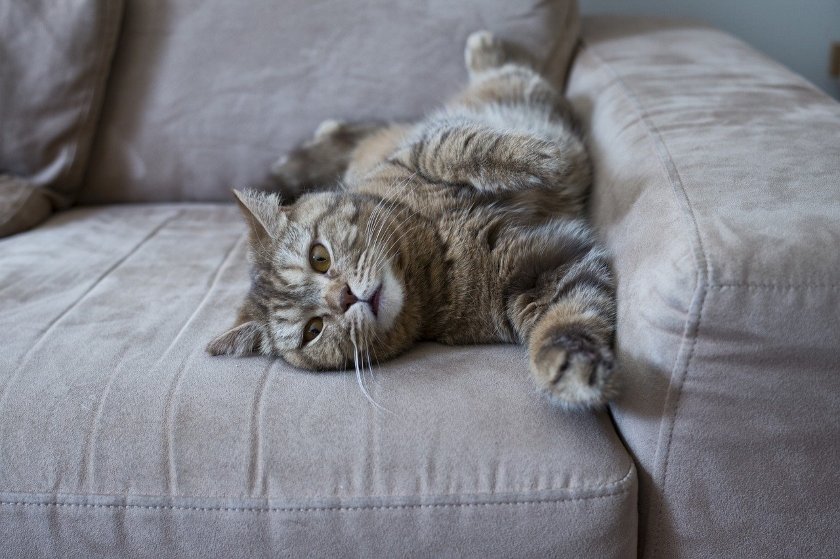 Μάθαμε το λόγο που η γάτα σου καταστρέφει τον καναπέ σου