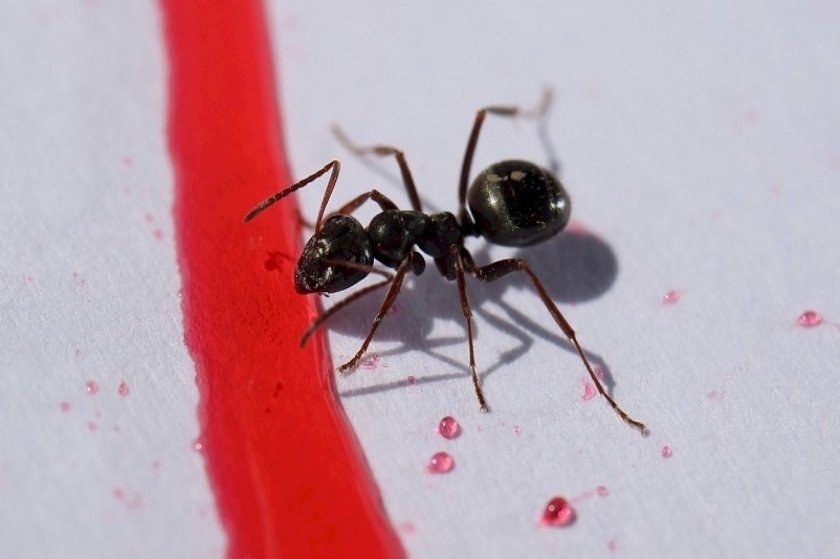 Φωτογράφος έκανε ζουμ σε πρόσωπο μυρμηγκιού και κάπως τρομοκρατηθήκαμε