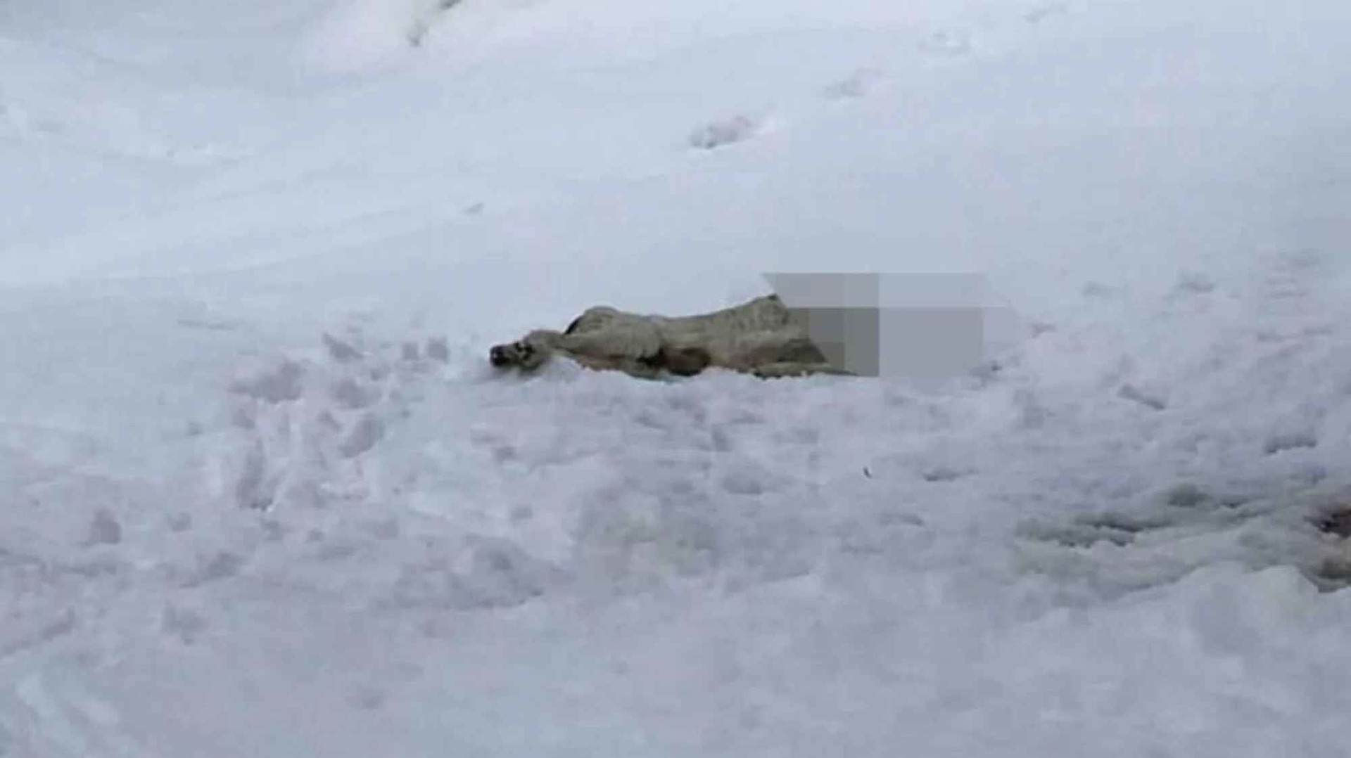 Αποκεφάλισαν σκύλο στον Βόλο, τον άφησαν στα χιόνια και βρίσκονται ακόμα εκεί έξω
