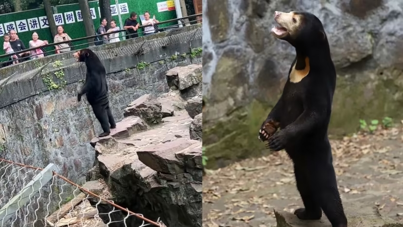 Ζωολογικός κήπος αρνείται ότι οι αρκούδες του είναι άνθρωποι
