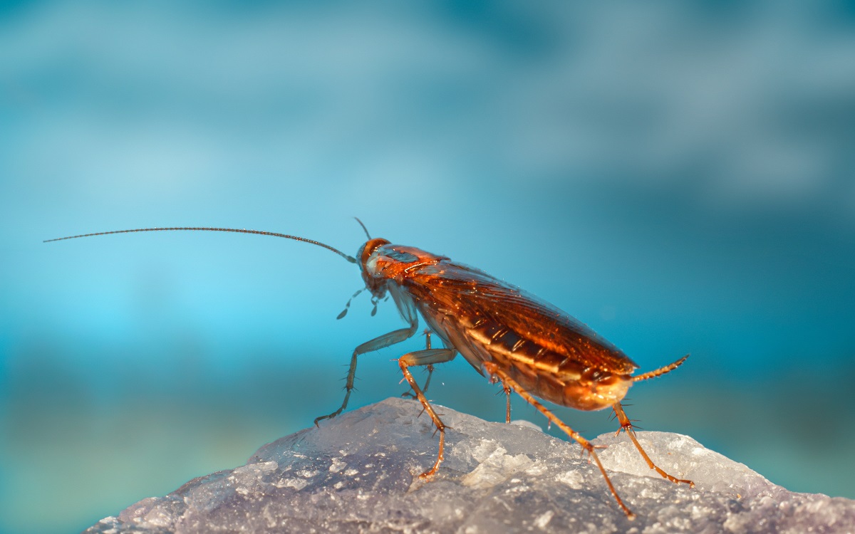 Δεν ξέρουμε αν το έχεις πάρει χαμπάρι, αλλά οι κατσαρίδες έχουν πολλαπλασιαστεί επικίνδυνα
