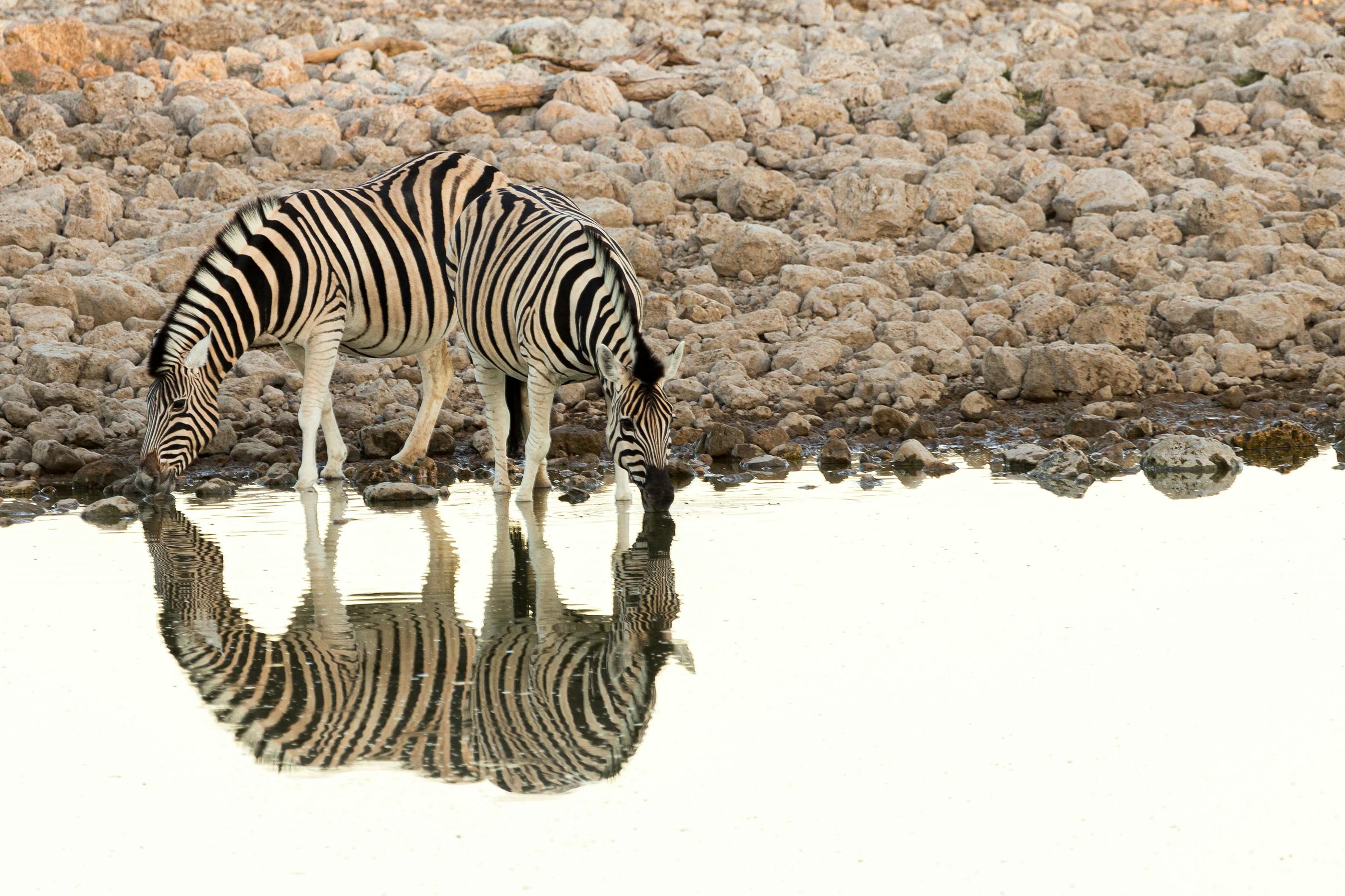 Namimbia elefants death